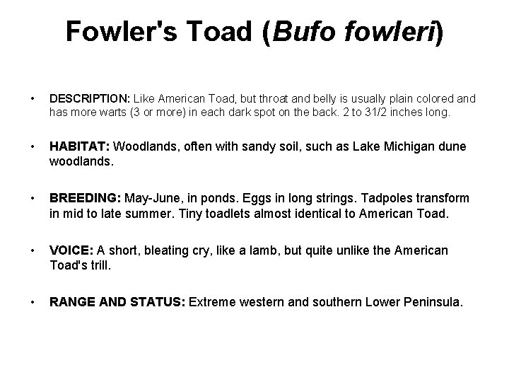 Fowler's Toad (Bufo fowleri) • DESCRIPTION: Like American Toad, but throat and belly is