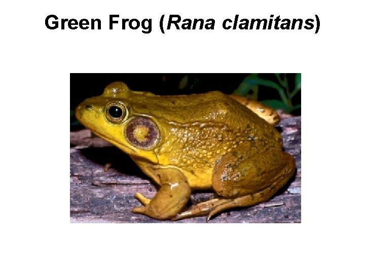 Green Frog (Rana clamitans) 