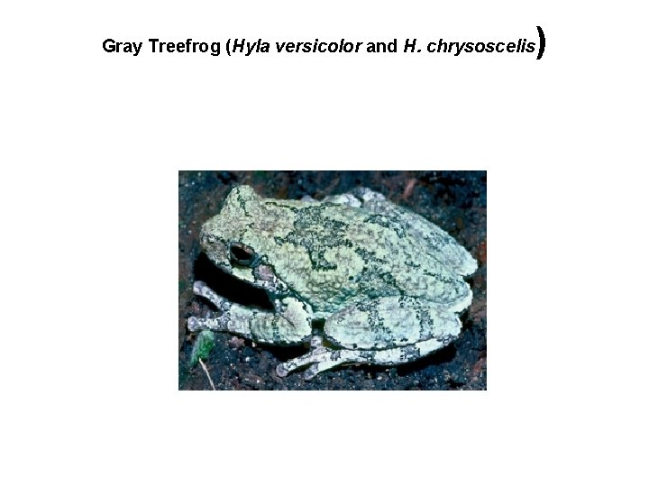 Gray Treefrog (Hyla versicolor and H. chrysoscelis ) 