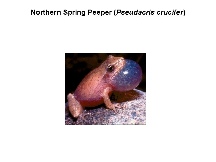 Northern Spring Peeper (Pseudacris crucifer) 