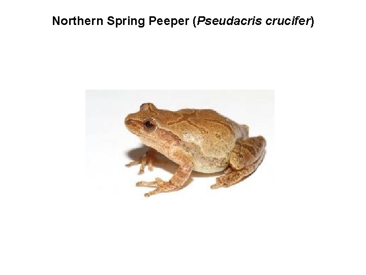 Northern Spring Peeper (Pseudacris crucifer) 