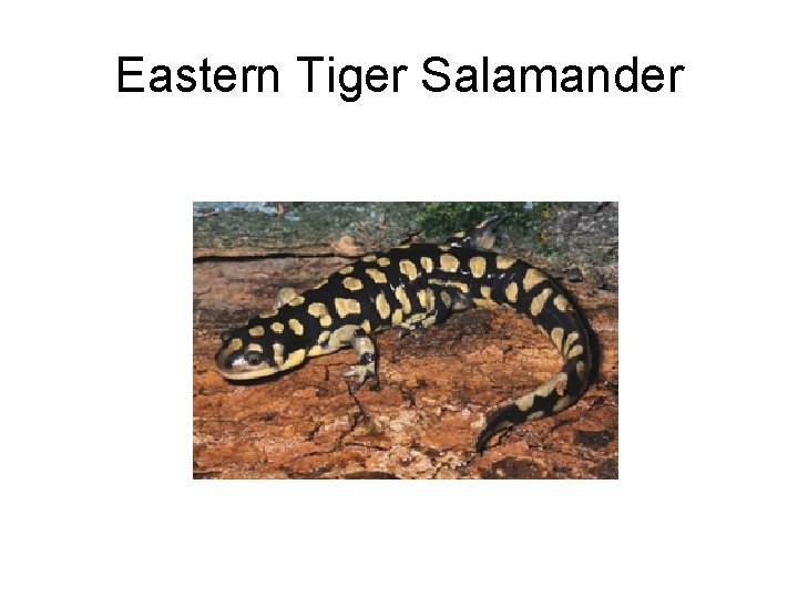 Eastern Tiger Salamander 