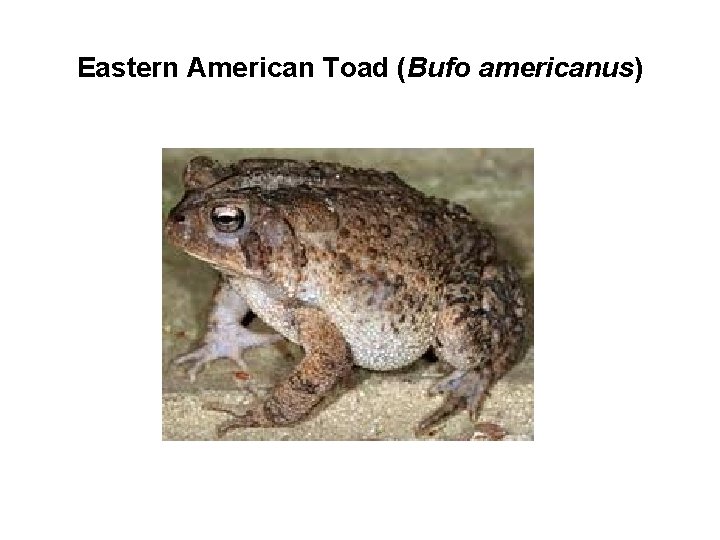 Eastern American Toad (Bufo americanus) 