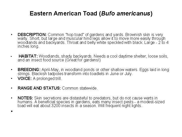 Eastern American Toad (Bufo americanus) • DESCRIPTION: Common "hop toad" of gardens and yards.