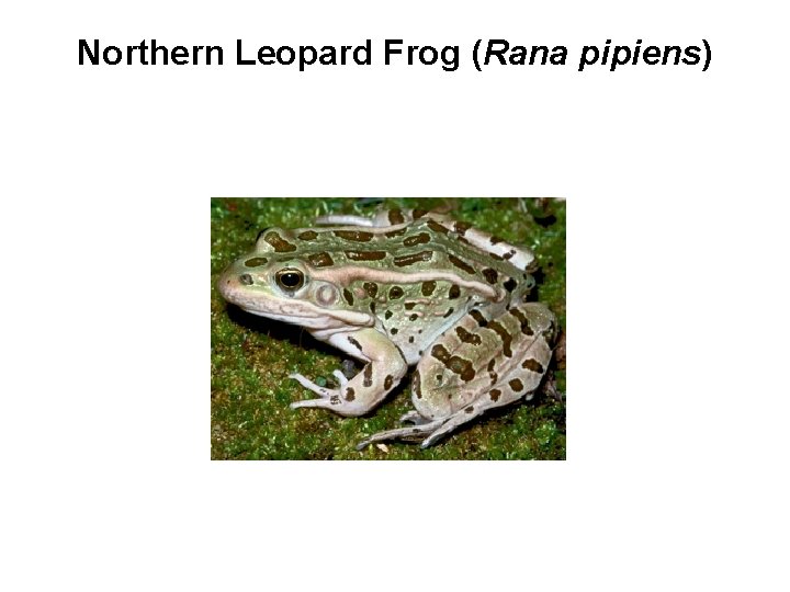 Northern Leopard Frog (Rana pipiens) 