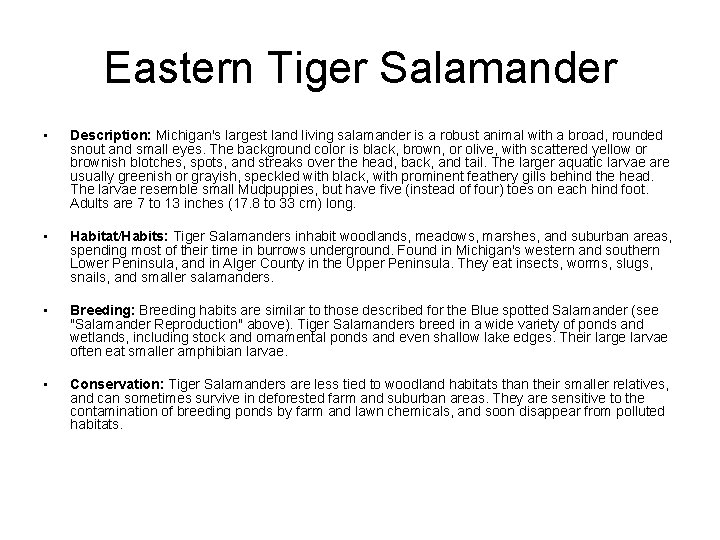 Eastern Tiger Salamander • Description: Michigan's largest land living salamander is a robust animal