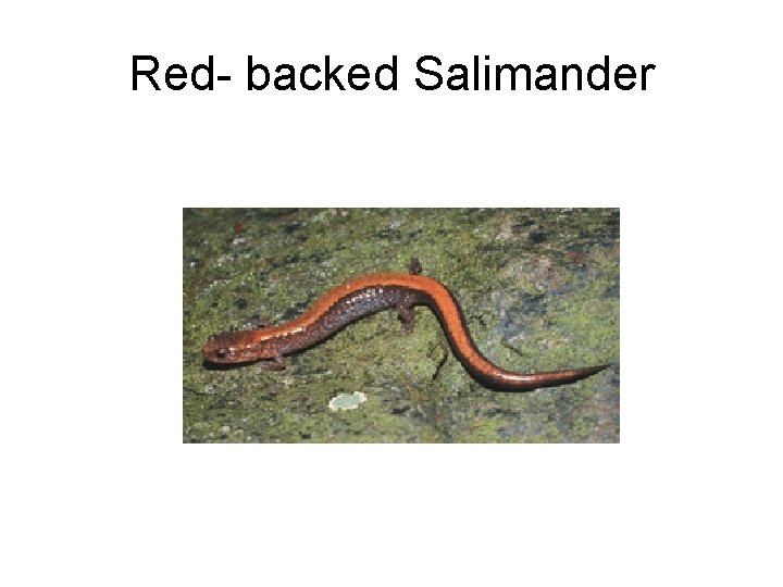 Red- backed Salimander 