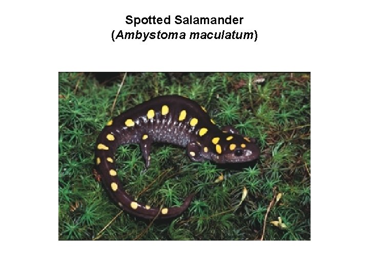 Spotted Salamander (Ambystoma maculatum) 