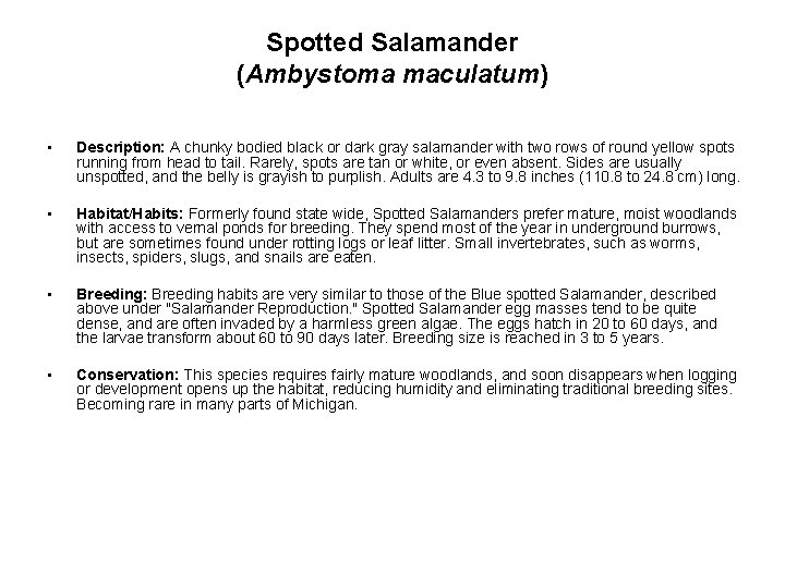 Spotted Salamander (Ambystoma maculatum) • Description: A chunky bodied black or dark gray salamander