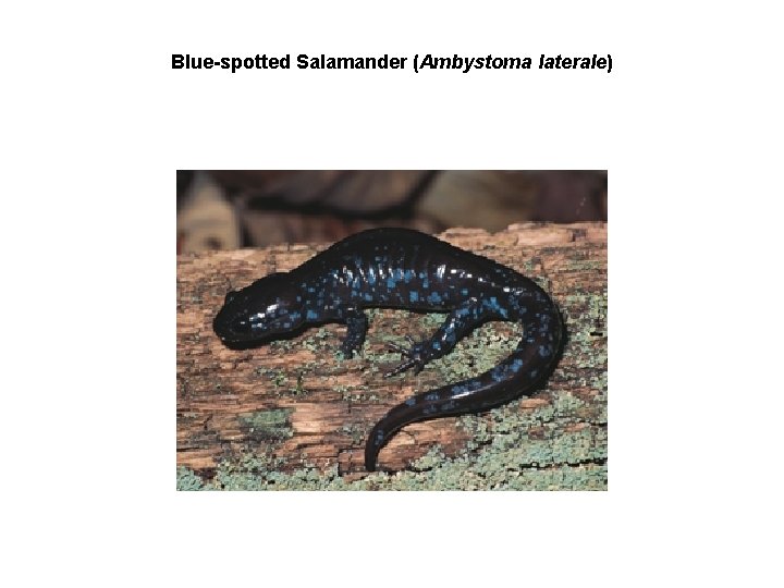 Blue-spotted Salamander (Ambystoma laterale) 