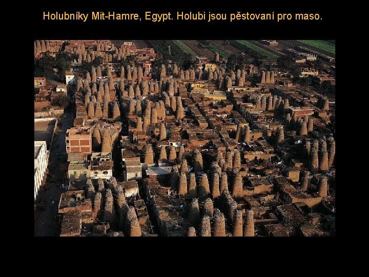 Holubníky Mit-Hamre, Egypt. Holubi jsou pěstovaní pro maso. 