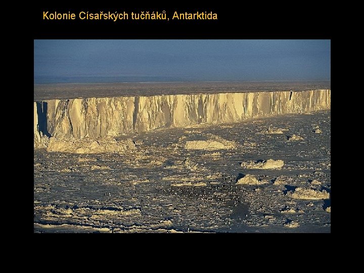 Kolonie Císařských tučňáků, Antarktida 