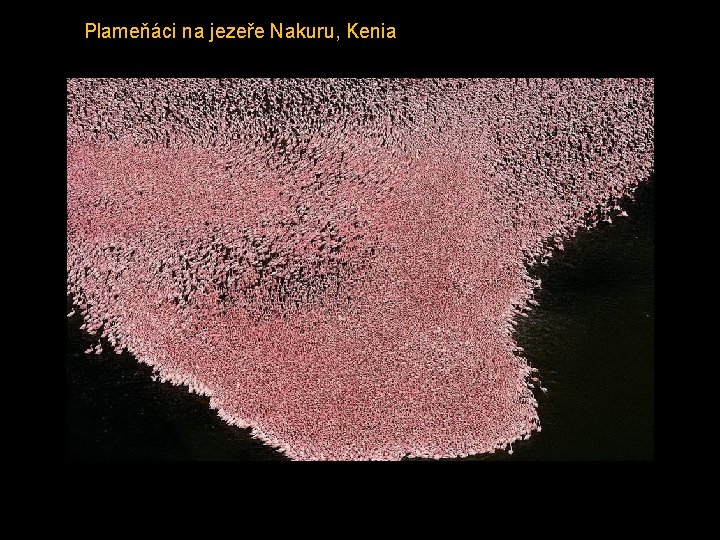 Plameňáci na jezeře Nakuru, Kenia 
