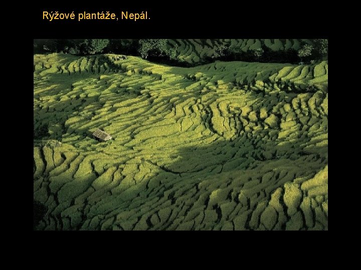 Rýžové plantáže, Nepál. 