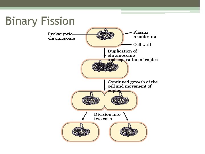 Binary Fission Plasma membrane Prokaryotic chromosome Cell wall Duplication of chromosome and separation of