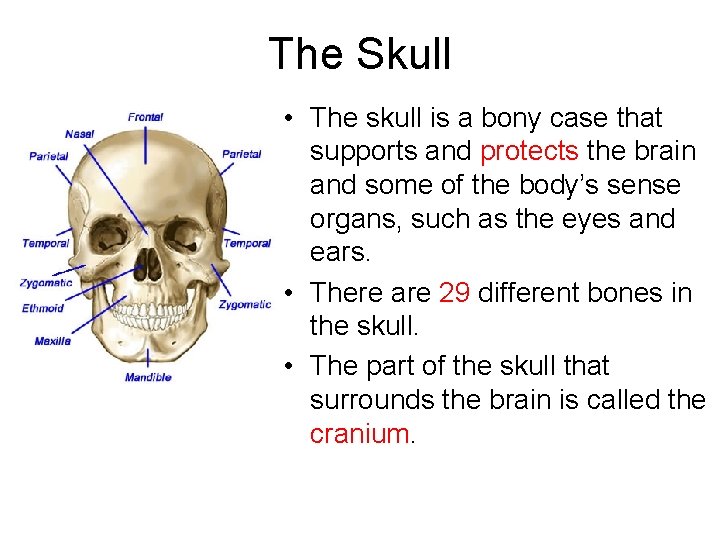 The Skull • The skull is a bony case that supports and protects the