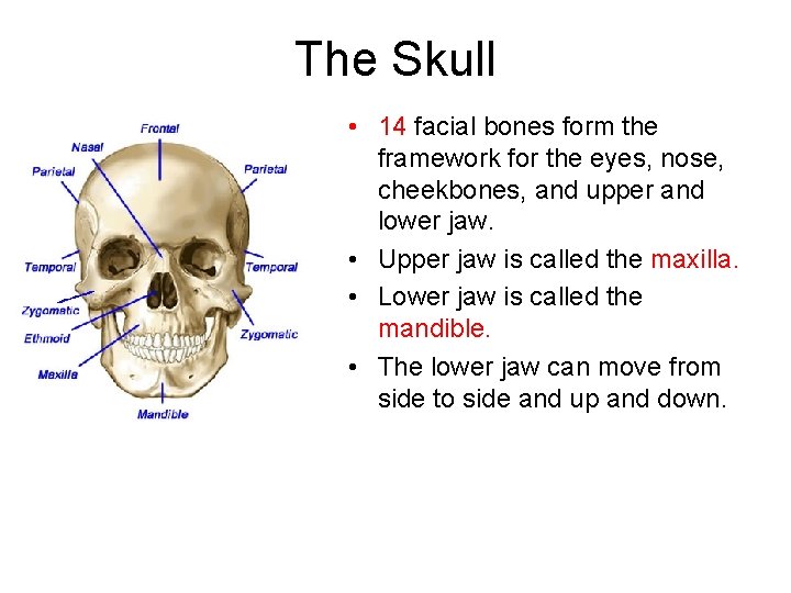 The Skull • 14 facial bones form the framework for the eyes, nose, cheekbones,