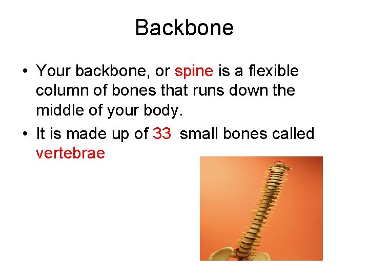 Backbone • Your backbone, or spine is a flexible column of bones that runs