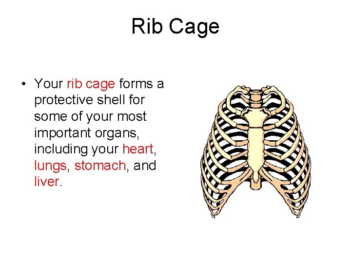Rib Cage • Your rib cage forms a protective shell for some of your