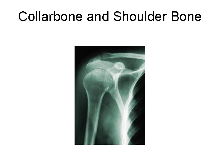 Collarbone and Shoulder Bone 