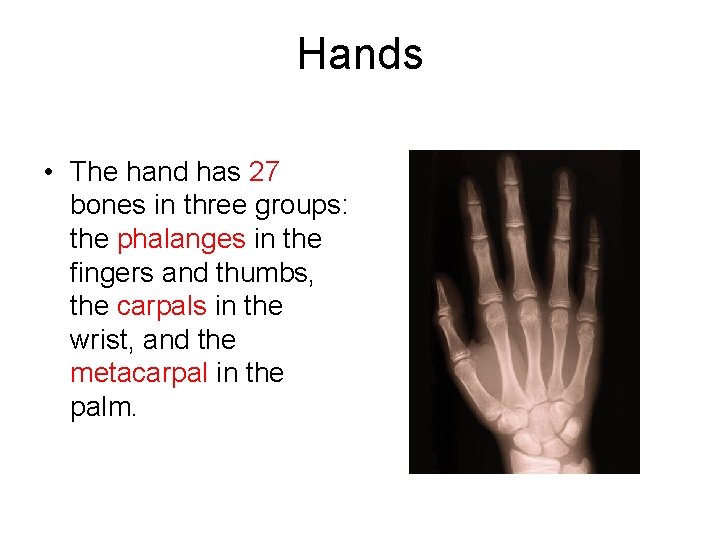 Hands • The hand has 27 bones in three groups: the phalanges in the