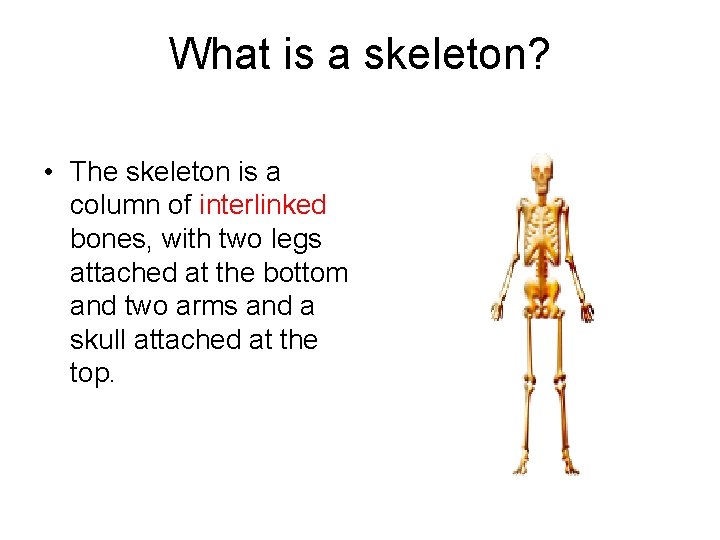 What is a skeleton? • The skeleton is a column of interlinked bones, with