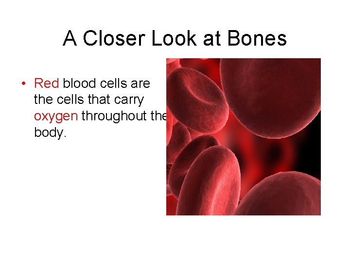 A Closer Look at Bones • Red blood cells are the cells that carry