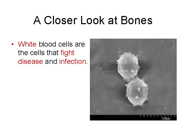 A Closer Look at Bones • White blood cells are the cells that fight