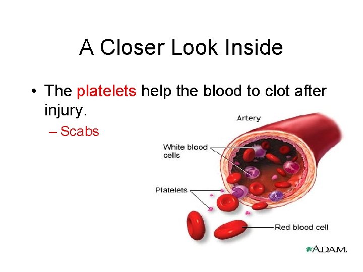 A Closer Look Inside • The platelets help the blood to clot after injury.