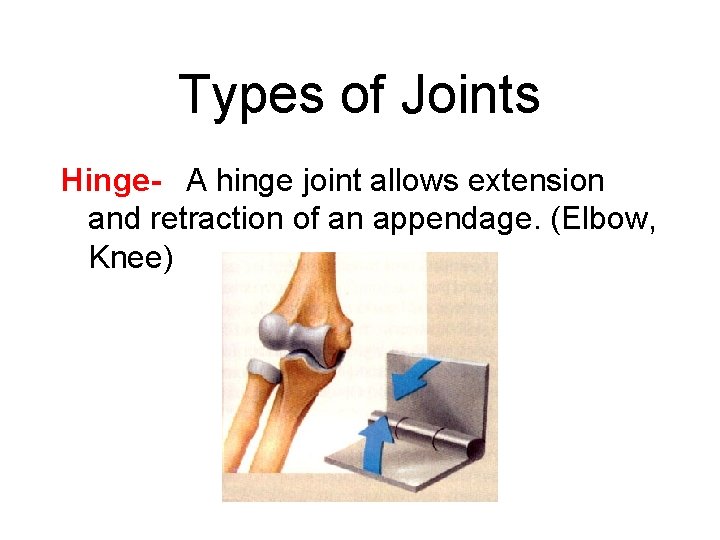 Types of Joints Hinge- A hinge joint allows extension and retraction of an appendage.