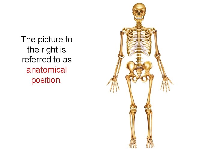 The picture to the right is referred to as anatomical position. 