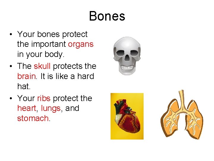 Bones • Your bones protect the important organs in your body. • The skull
