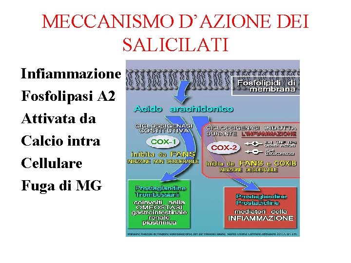 MECCANISMO D’AZIONE DEI SALICILATI Infiammazione Fosfolipasi A 2 Attivata da Calcio intra Cellulare Fuga