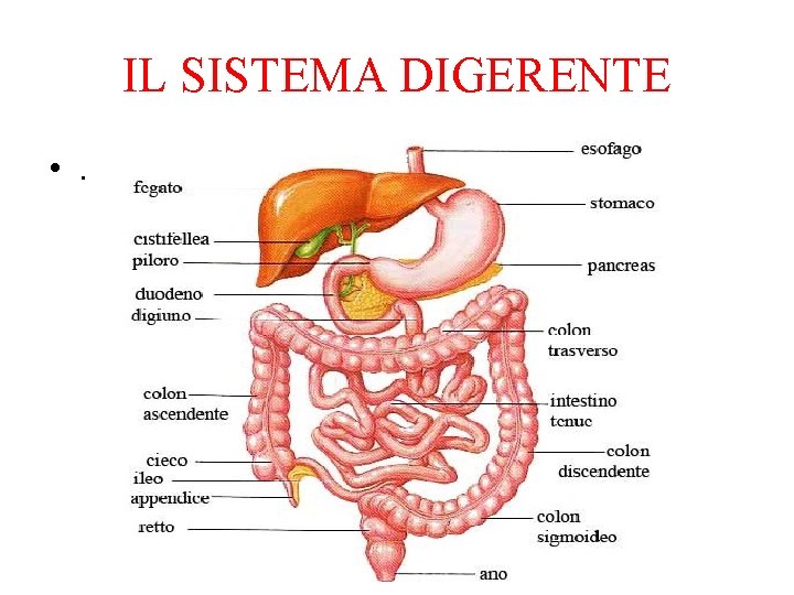 IL SISTEMA DIGERENTE • . 