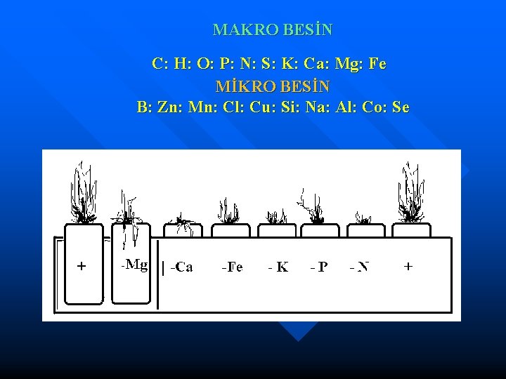 MAKRO BESİN C: H: O: P: N: S: K: Ca: Mg: Fe MİKRO BESİN