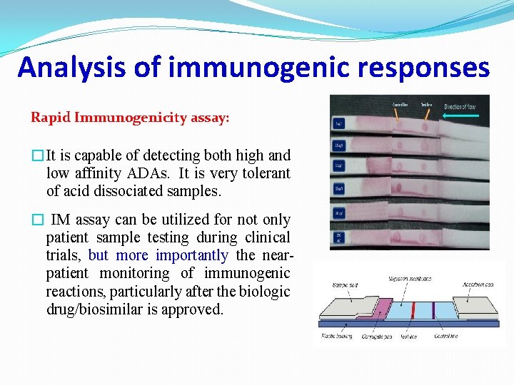 Analysis of immunogenic responses Rapid Immunogenicity assay: �It is capable of detecting both high Analysis of immunogenic responses Rapid Immunogenicity assay: �It is capable of detecting both high