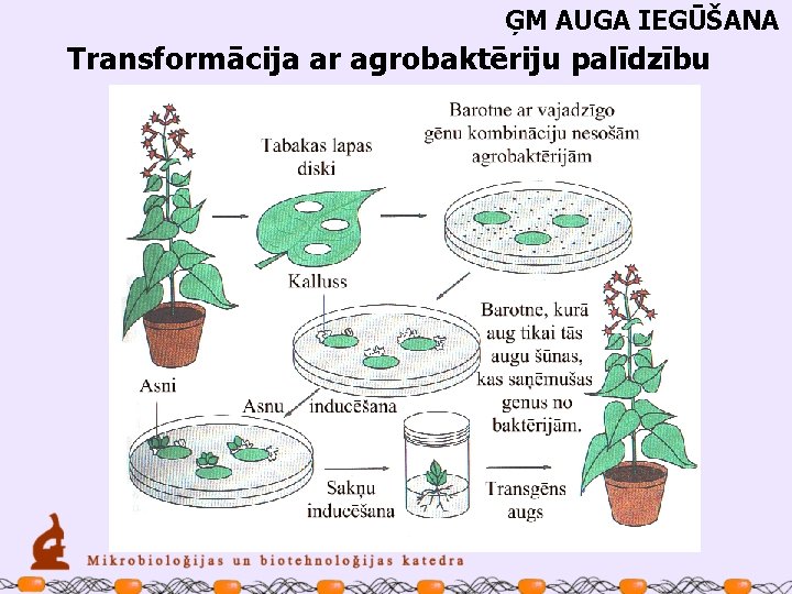 ĢM AUGA IEGŪŠANA Transformācija ar agrobaktēriju palīdzību 