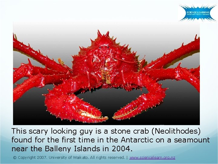 This scary looking guy is a stone crab (Neolithodes) found for the first time