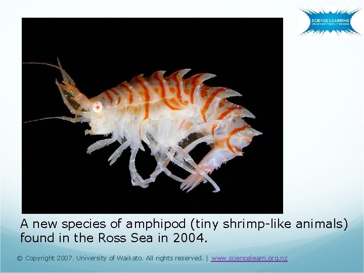 A new species of amphipod (tiny shrimp-like animals) found in the Ross Sea in