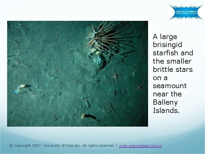 A large brisingid starfish and the smaller brittle stars on a seamount near the