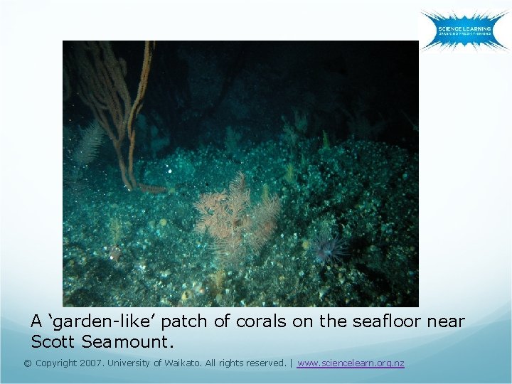A ‘garden-like’ patch of corals on the seafloor near Scott Seamount. © Copyright 2007.