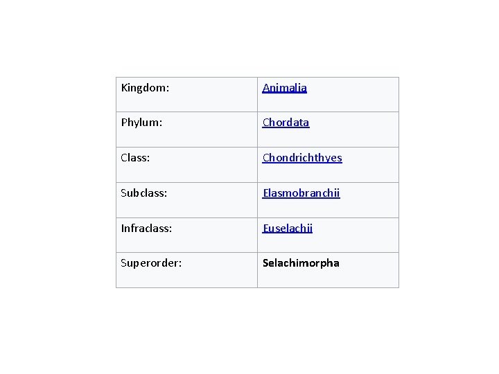 Kingdom: Animalia Phylum: Chordata Class: Chondrichthyes Subclass: Elasmobranchii Infraclass: Euselachii Superorder: Selachimorpha 