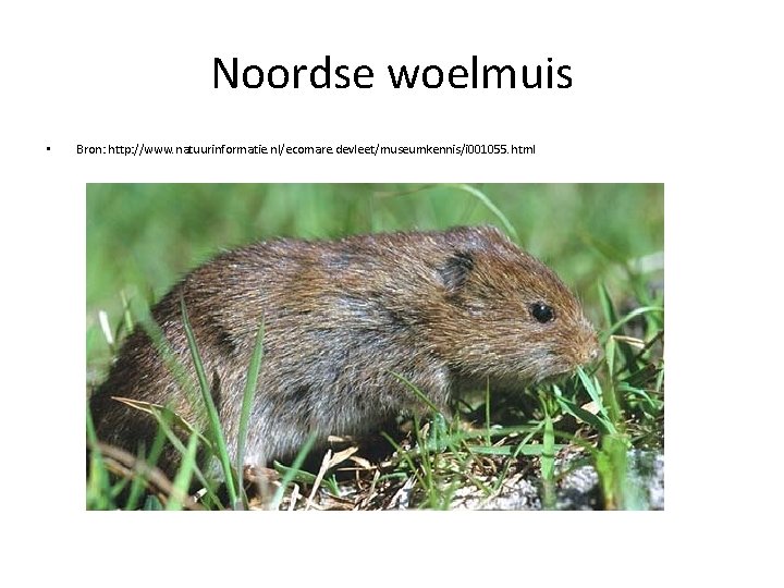 Noordse woelmuis • Bron: http: //www. natuurinformatie. nl/ecomare. devleet/museumkennis/i 001055. html 