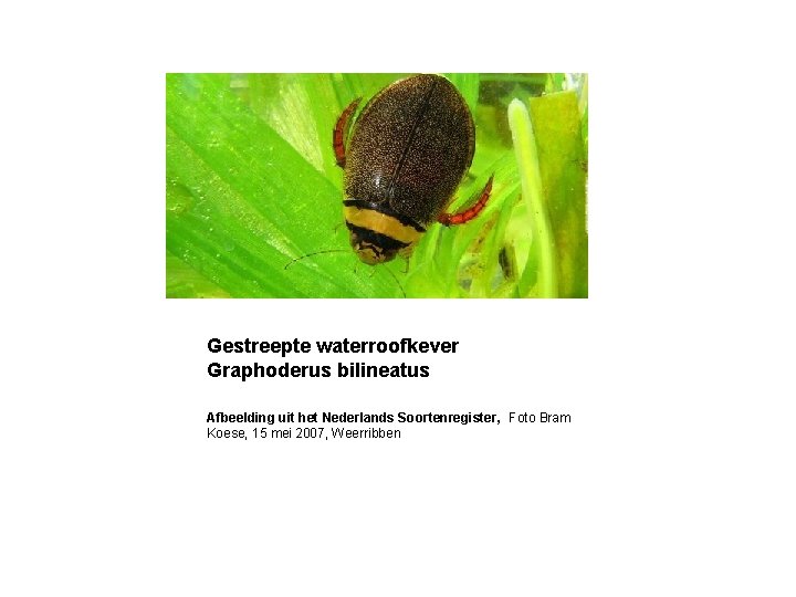 Gestreepte waterroofkever Graphoderus bilineatus Afbeelding uit het Nederlands Soortenregister, Foto Bram Koese, 15 mei