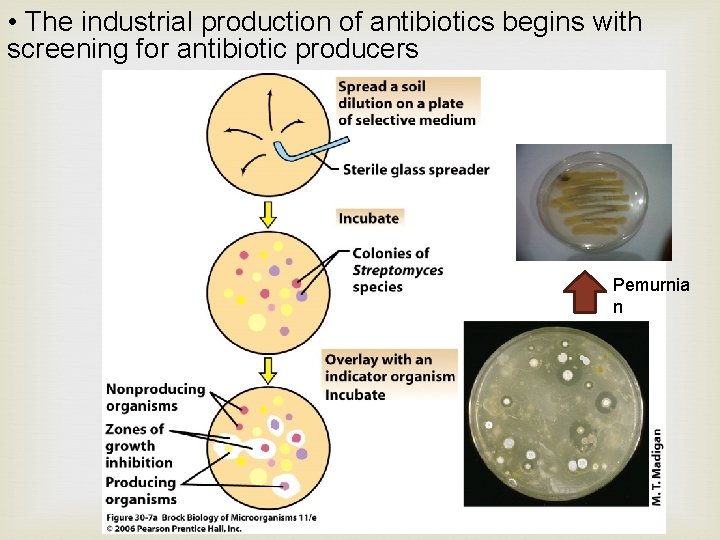  • The industrial production of antibiotics begins with screening for antibiotic producers Pemurnia