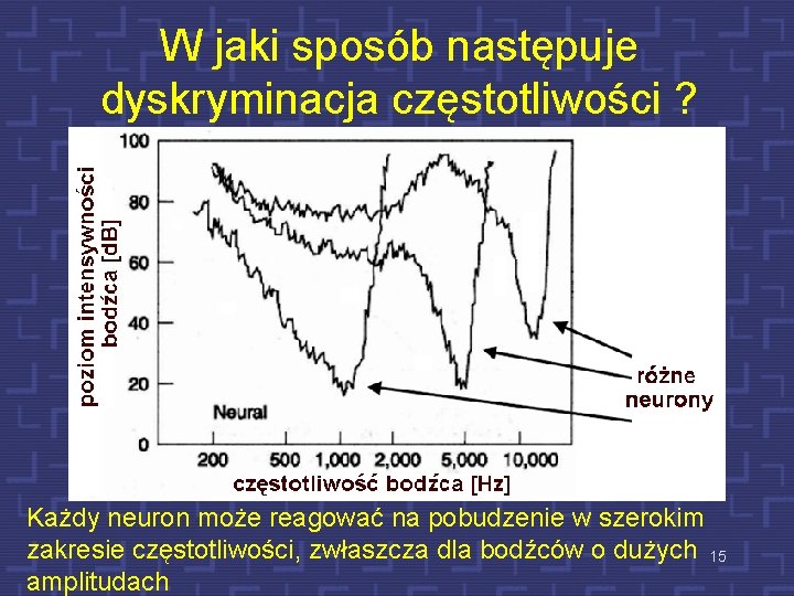 W jaki sposób następuje dyskryminacja częstotliwości ? Każdy neuron może reagować na pobudzenie w