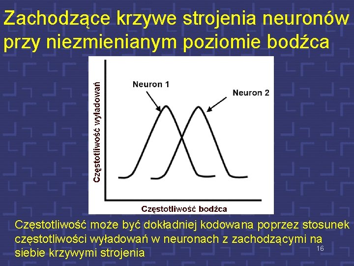 Zachodzące krzywe strojenia neuronów przy niezmienianym poziomie bodźca Częstotliwość może być dokładniej kodowana poprzez