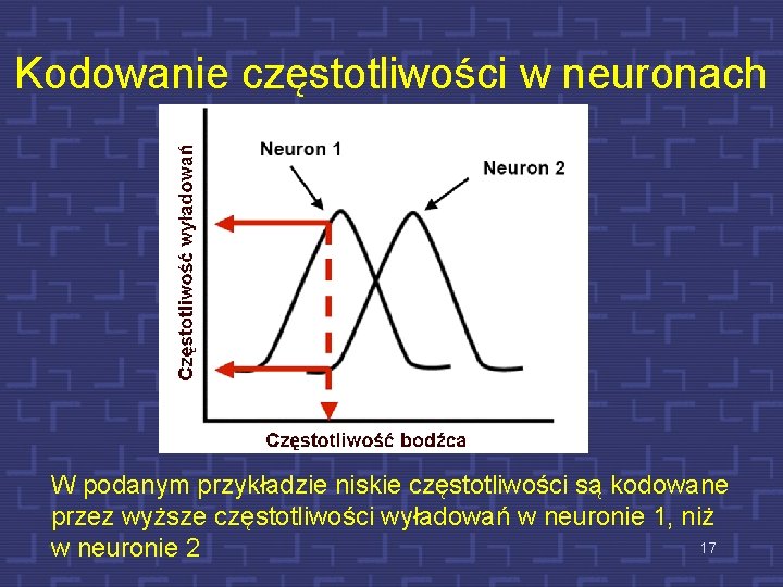 Kodowanie częstotliwości w neuronach W podanym przykładzie niskie częstotliwości są kodowane przez wyższe częstotliwości