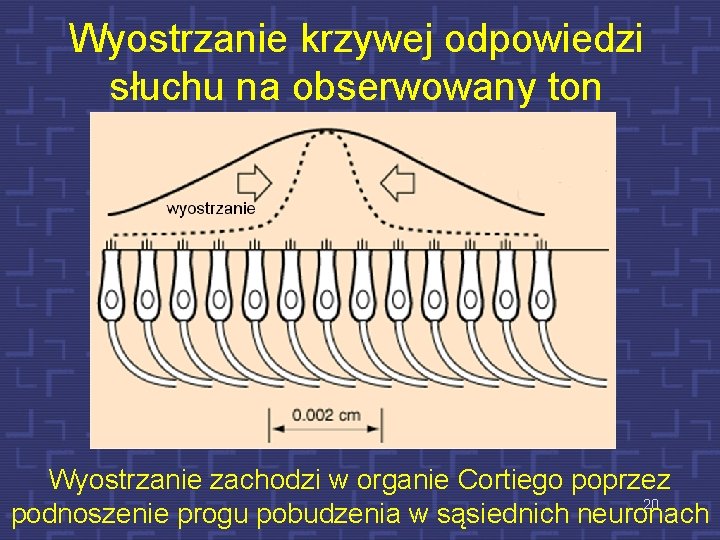 Wyostrzanie krzywej odpowiedzi słuchu na obserwowany ton Wyostrzanie zachodzi w organie Cortiego poprzez 20