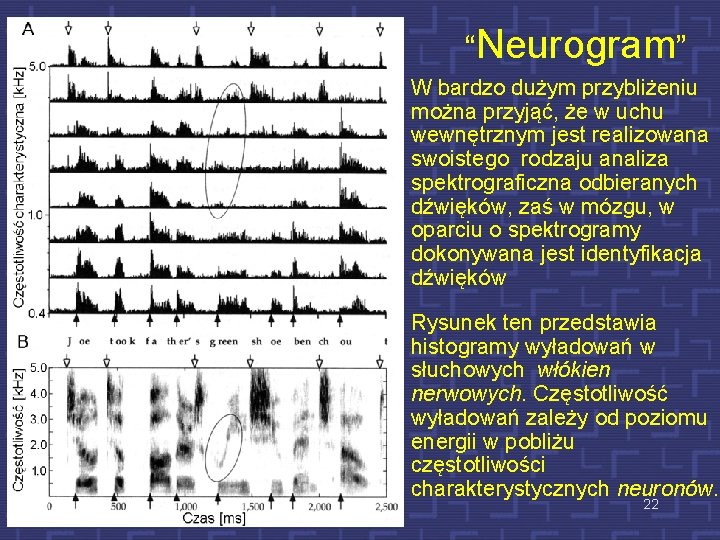 “Neurogram” W bardzo dużym przybliżeniu można przyjąć, że w uchu wewnętrznym jest realizowana swoistego